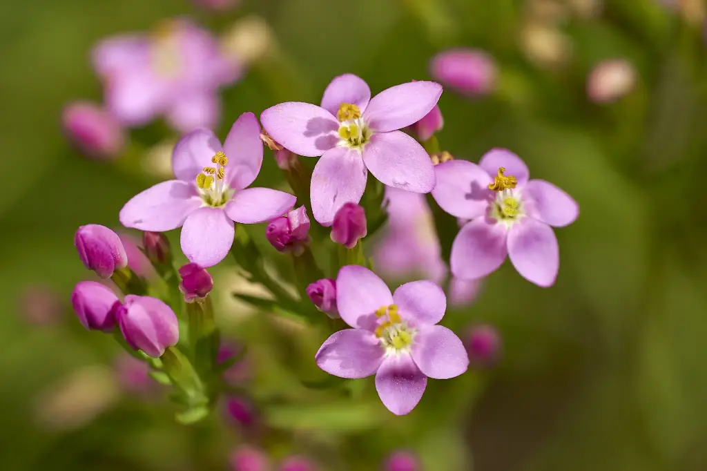 Centaurium erythraea - Echt duizendguldenkruid