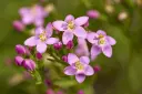 Centaurium erythraea - Echt duizendguldenkruid