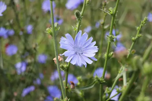 Cichorium intybus - Wilde cichorei