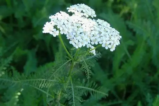 Achillea millefolium - Duizendblad