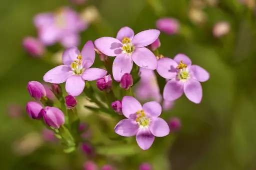 Centaurium erythraea - Echt duizendguldenkruid