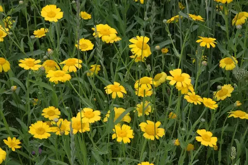 Glebionis segetum - Gele ganzenbloem