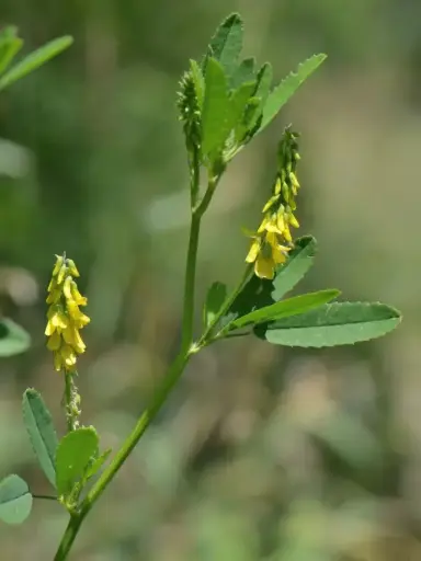 Melilotus altissimus - Goudgele honingklaver