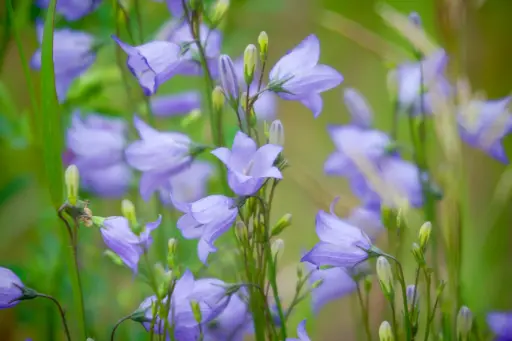 Campanula rotundifolia - Grasklokje