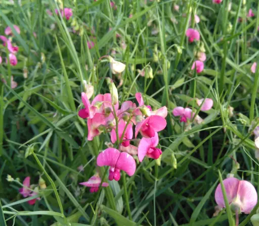 Lathyrus sylvestris - Boslathyrus
