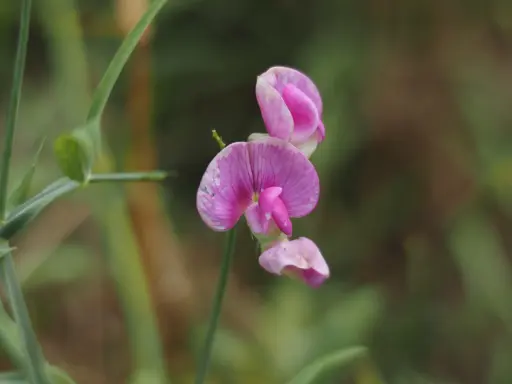 Lathyrus sylvestris - Boslathyrus