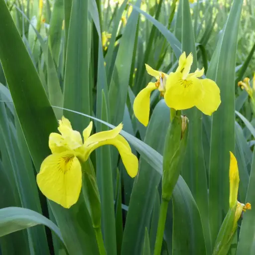 Iris pseudacorus - Gele lis