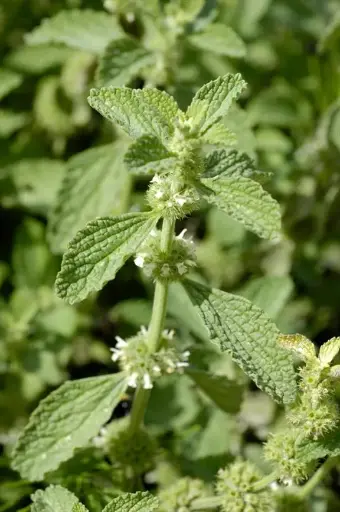 Marrubium vulgare - Malrove