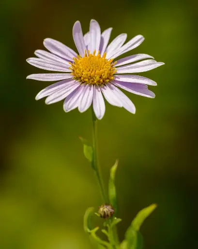 Leucanthemum vulgare - Gewone margriet