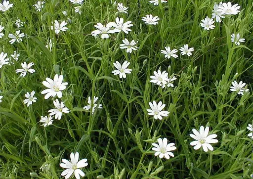 Stellaria holostea - Grote muur