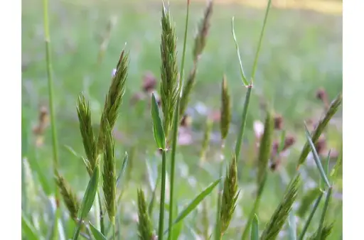 Anthoxanthum odoratum - Gewoon reukgras