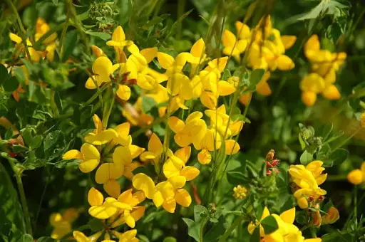 Lotus corniculatus - Gewone rolklaver