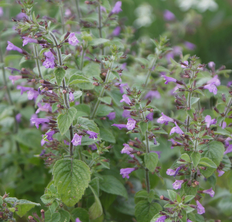 Clinopodium menthifolium - Bergsteentijm