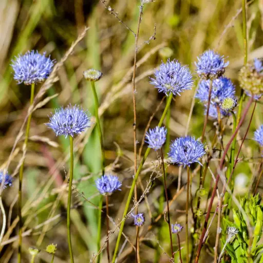 Jasione montana - Zandblauwtje