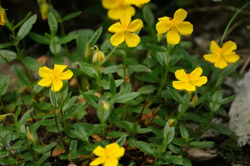 Helianthemum nummularium - Geel zonneroosje
