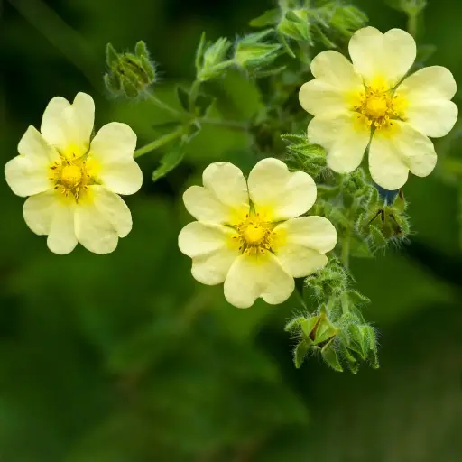 Potentilla recta - Rechte ganzerik