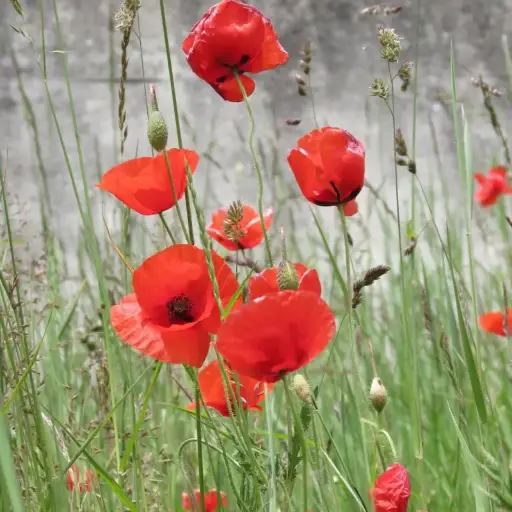 Papaver rhoeas - Grote klaproos
