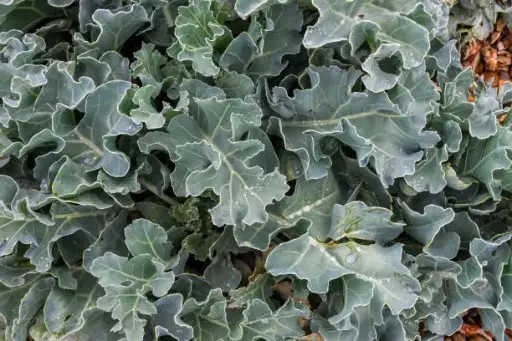 Crambe maritima - Zeekool