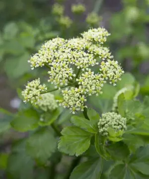 Smyrnium olusatrum - Zwartmoeskervel