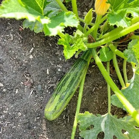 Courgette Nimba