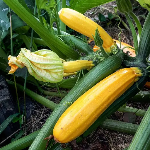 Courgette Rheinau gold