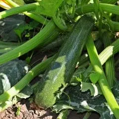 Courgette Black Beauty