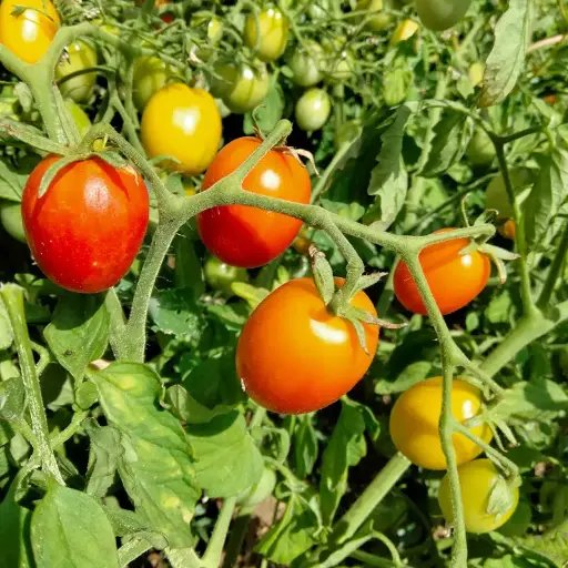 Tomaat Early Cherry