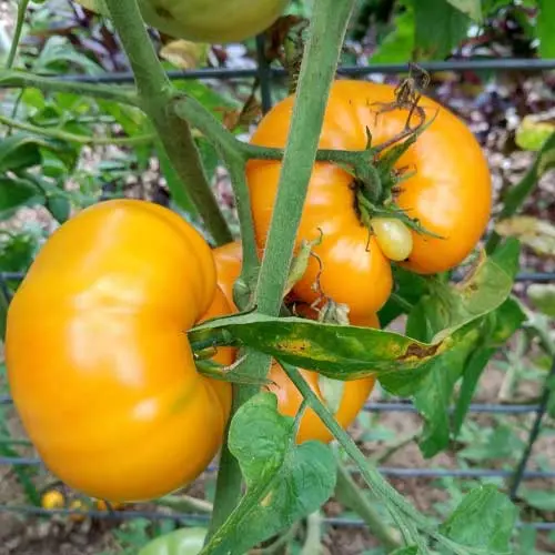 Tomaat Yellow Brandywine
