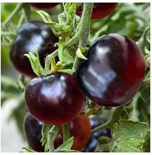 Tomaat Indigo