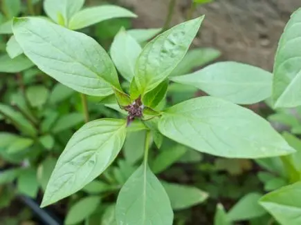 Ocimum basilicum - Thaise basilicum