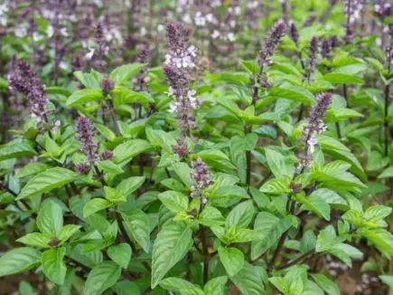 Ocimum basilicum - Kaneelbasilicum