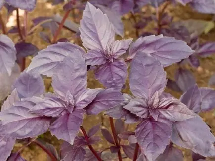 Ocimum basilicum - Roodbladige basilicum