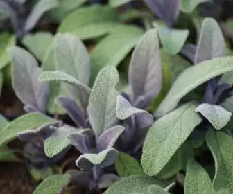 Salvia officinalis 'Purpurascens' - Paarse salie