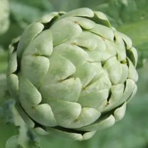 Cynara scolymus - Artisjok 'Green Globe'