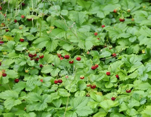 Fragaria vesca - Bosaardbei