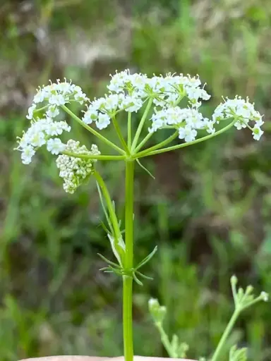 Carum carvi - Karwij