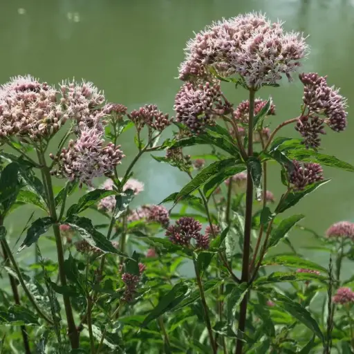 Valeriana officinalis - Echte valeriaan
