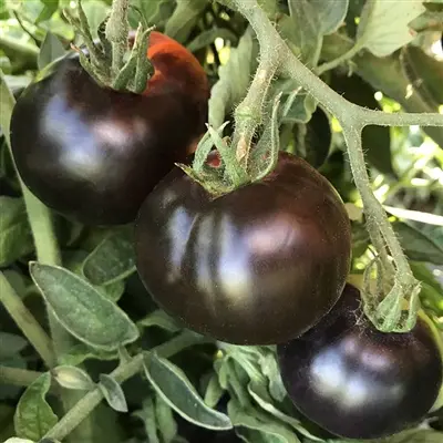 Tomaat Indigo Apple