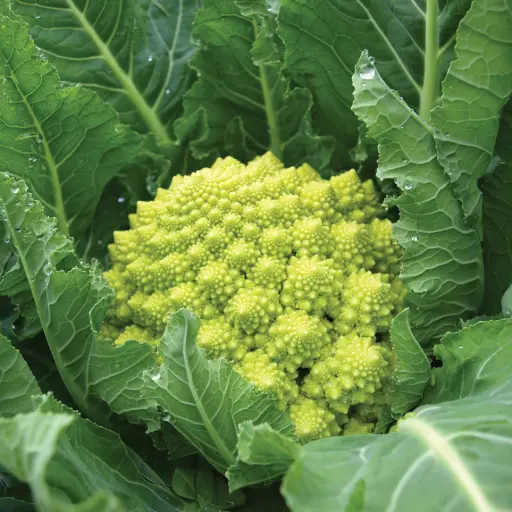 Romanesco