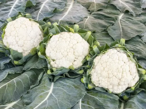 Bloemkool