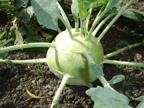 Koolrabi 'Delikatesse witte'