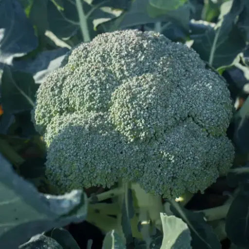 Broccoli