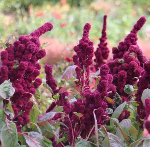 Amaranthus gangeticus - Amarant Tête d'Eléphant