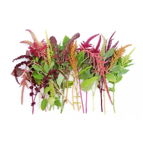 Amaranthus cruentus - Amarant mix