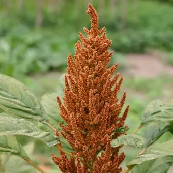 Amaranthus hypochondriacus - Amarant Golden