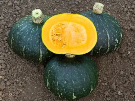 Pompoen groene Hokkaido