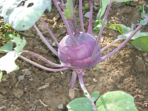 Koolrabi 'Delikatesse blauwe'