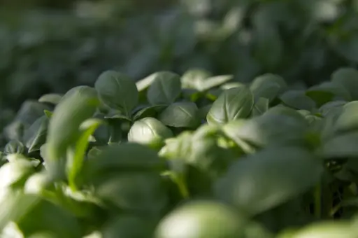Ocimum basilicum - Basilicum Genovese