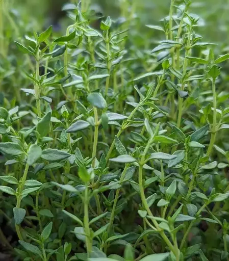 Thymus vulgaris - Echte tijm