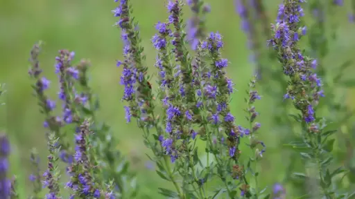 Hyssopus officinalis - Hyssop